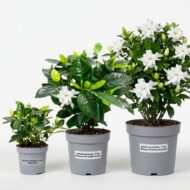 Gardenya Fidanı — 5 Litre Saksı - Görsel 6