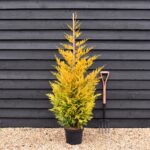 Gold Rider Leylandi — Cupressocyparis leylandii 'Gold Rider'