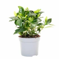 Gardenya Fidanı — 5 Litre Saksı - Görsel 4