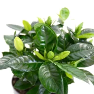 Gardenya Fidanı — 5 Litre Saksı - Görsel 3